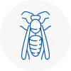 Bideford Wasp Nest Removal